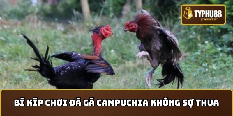 Bí kíp chơi Đá gà Campuchia không sợ thua
