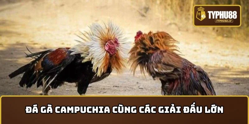 Đá gà Campuchia cùng các giải đấu không nên bỏ lỡ