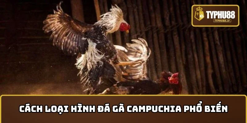 Cách loại hình Đá gà Campuchia phổ biến nhất