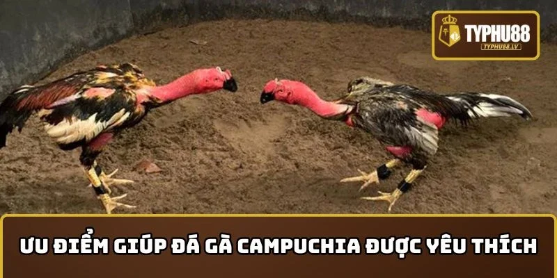 Ưu điểm giúp Đá gà Campuchia được yêu thích