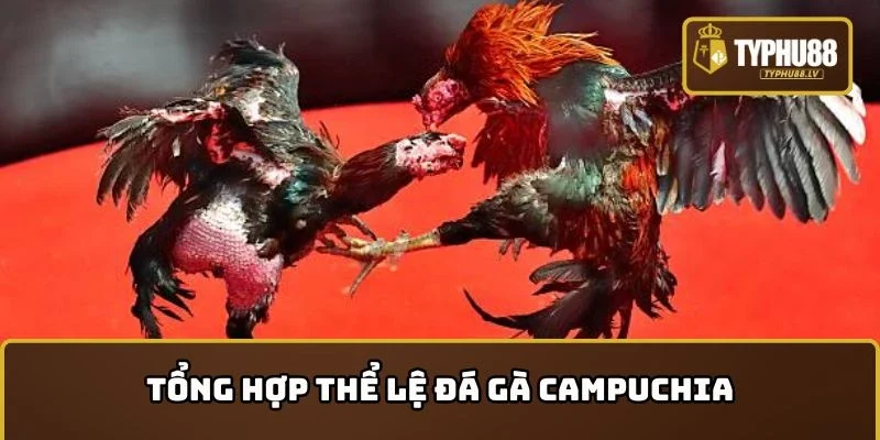 Tổng hợp thể lệ Đá gà Campuchia cho người mới