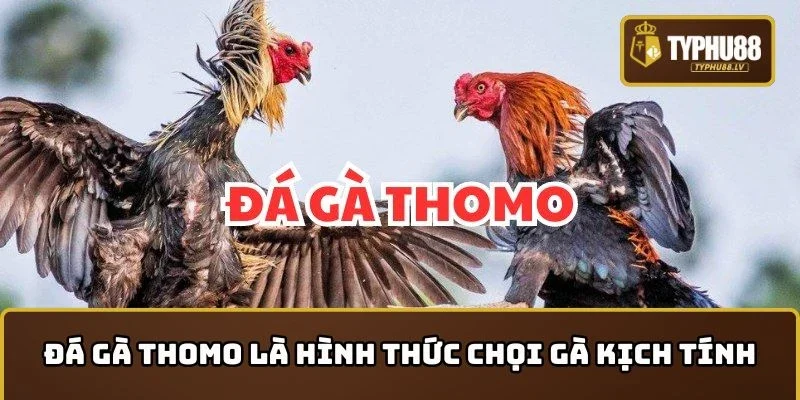 Đá gà Thomo là hình thức chọi gà kịch tính