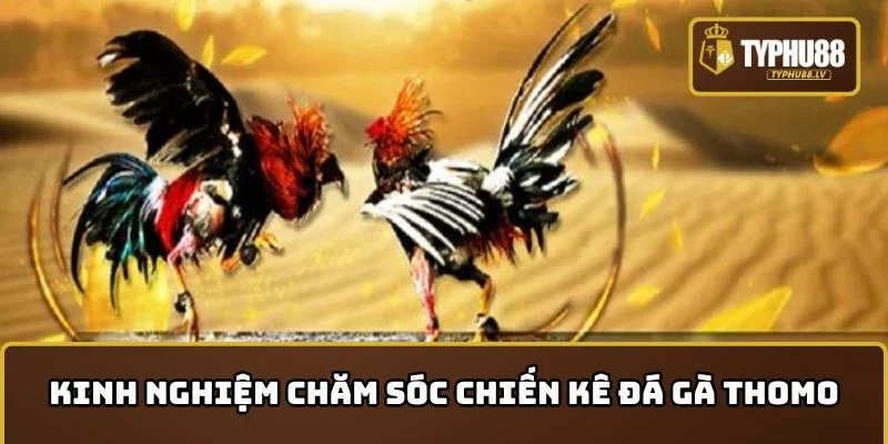 Kinh nghiệm chăm sóc chiến kê Đá gà Thomo