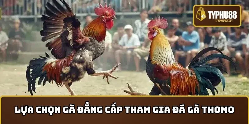 Lựa chọn giống chiến kê đẳng cấp tham gia đá gà Thomo