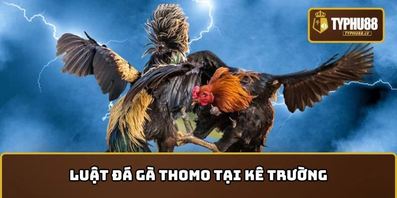 Luật Đá gà Thomo tại kê trường chuyên nghiệp