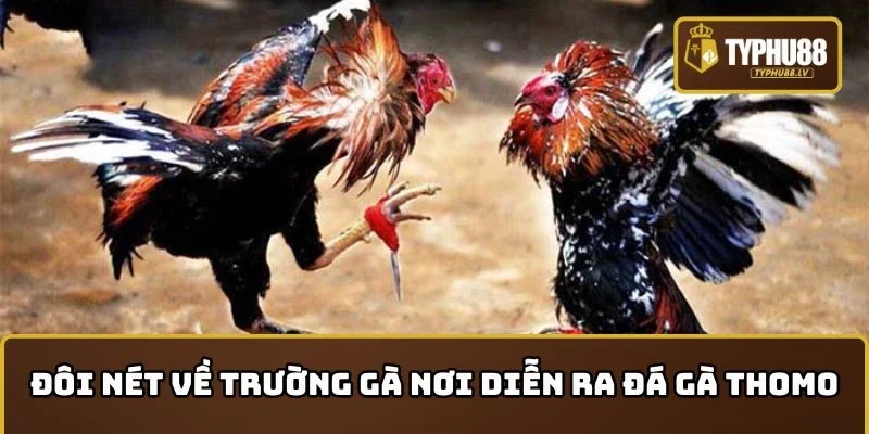 Đôi nét về trường gà nơi diễn ra các trận Đá gà Thomo nảy lửa