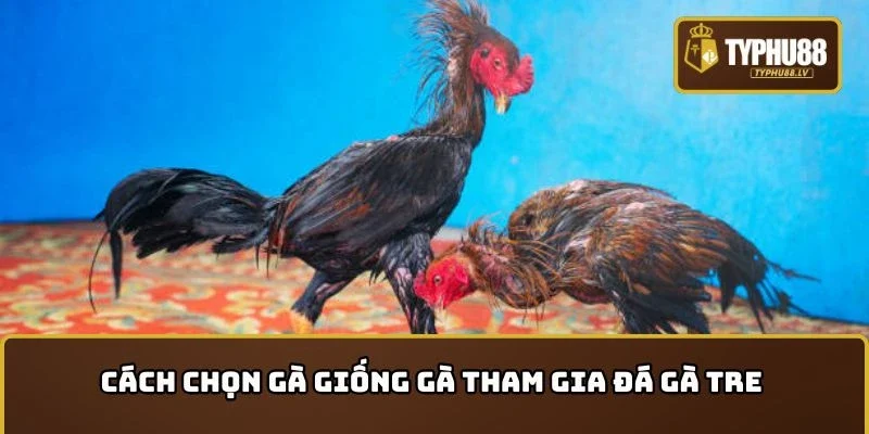 Cách chọn gà giống gà tham gia đá gà tre chuẩn chuyên gia