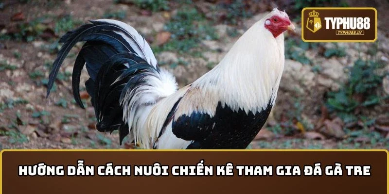 Hướng dẫn cách nuôi chiến kê tham gia đá gà tre luôn thắng