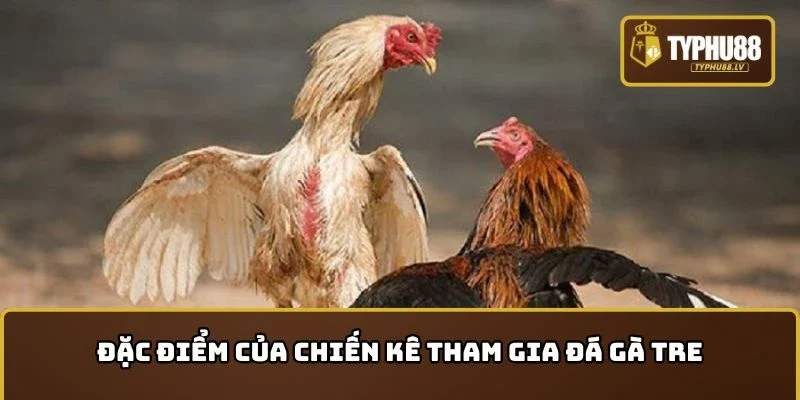 Đặc điểm của chiến kê tham gia đá gà tre