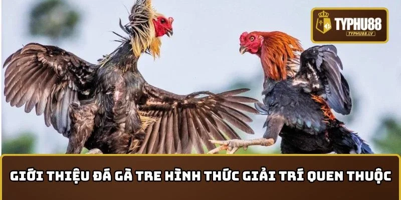 Giới thiệu đá gà tre hình thức giải trí quen thuộc