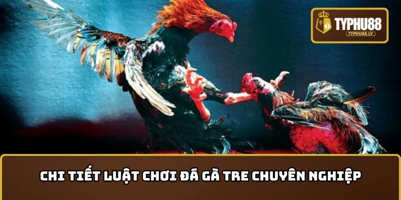 Chi tiết luật chơi đá gà tre chuyên nghiệp