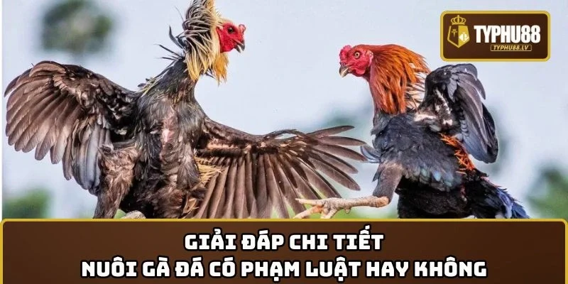 Giải đáp chi tiết nuôi gà đá có phạm luật hay không
