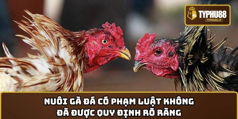 Nuôi gà đá có phạm luật không đã được quy định rõ ràng