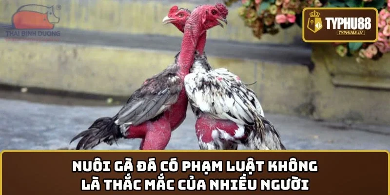 Nuôi gà đá có phạm luật không là thắc mắc của nhiều người