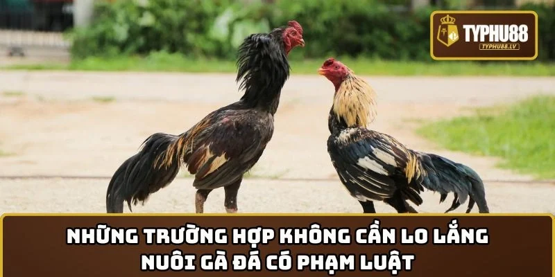 Những trường hợp không cần lo lắng nuôi gà đá có phạm luật