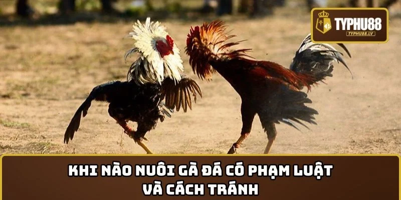 Khi nào nuôi gà đá có phạm luật và cách tránh